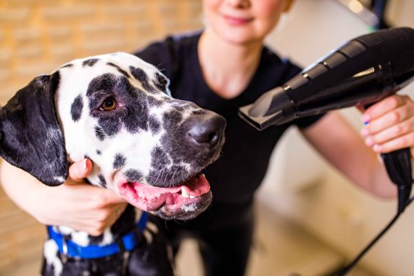 blonde-happy-woman-blowing-dry-the-dalmatian-dog-h-2023-11-27-05-03-41-utc