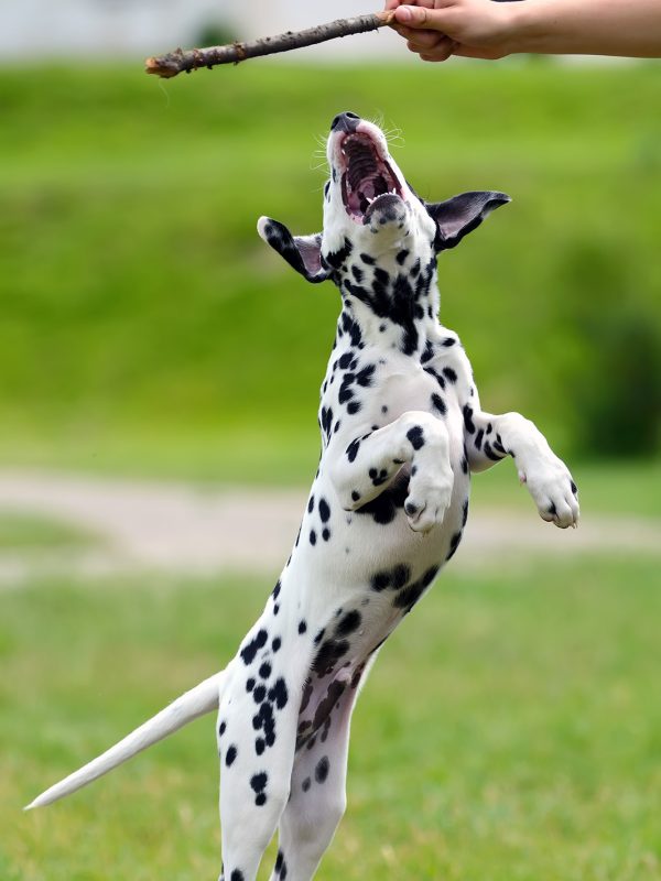 dalmatian-dog-outdoors-in-summer-PRZEDG4.jpg