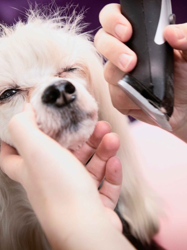 dog-being-groomed-in-salon-close-up-2024-06-10-17-20-49-utc